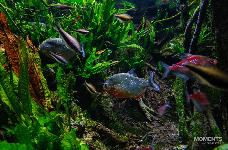 Red Bellied Piranhas in a Planted Aquarium
