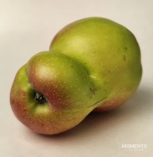 Deformed Conjoined Double Apple