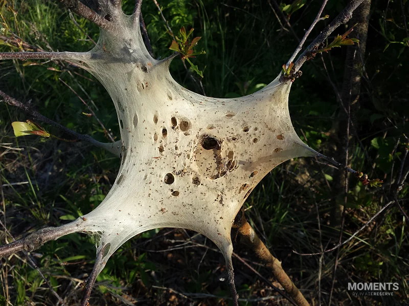 Empty Silk Tent of Tent Caterpillars