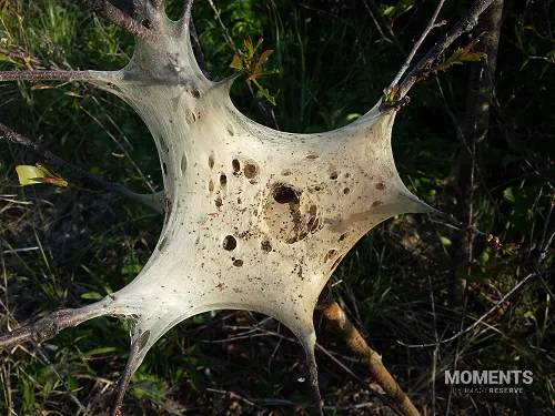 Empty Silk Tent of Tent Caterpillars