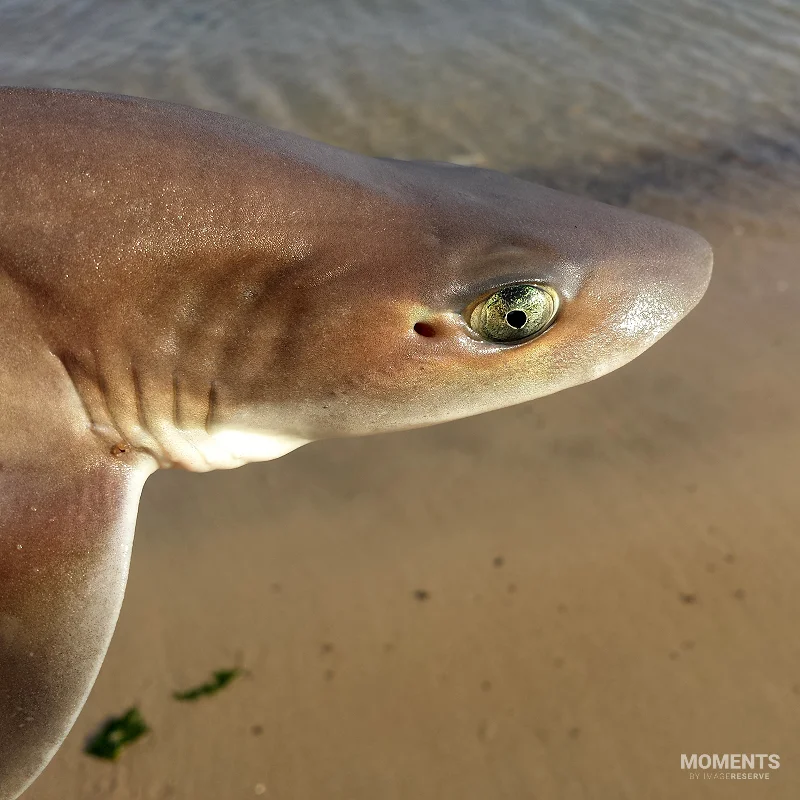 Close Up of a Smooth Dogfish