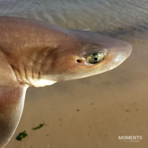 Close Up of a Smooth Dogfish