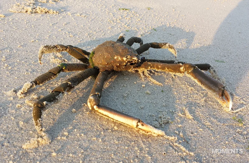 Portly Spider Crab (Libinia emarginata) on a Sandy Beach