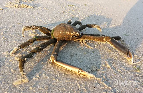 Portly Spider Crab (Libinia emarginata) on a Sandy Beach