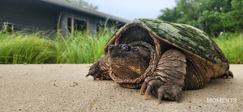 Large Common Snapping Turtle on a Paved Path