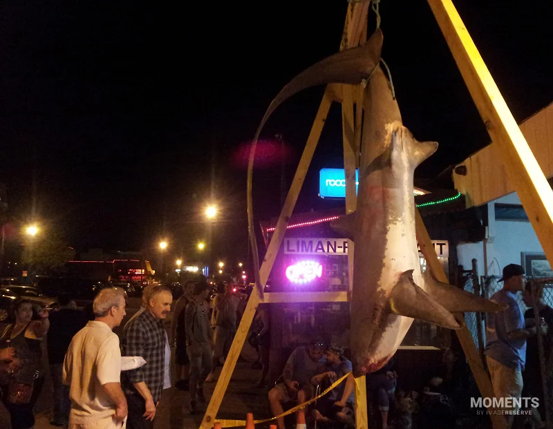 Shark on Display at a Brooklyn Fishing Tournament