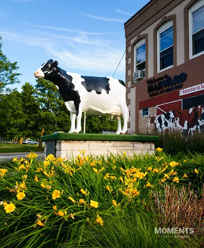 Harmilda the Cow, Harvard, IL