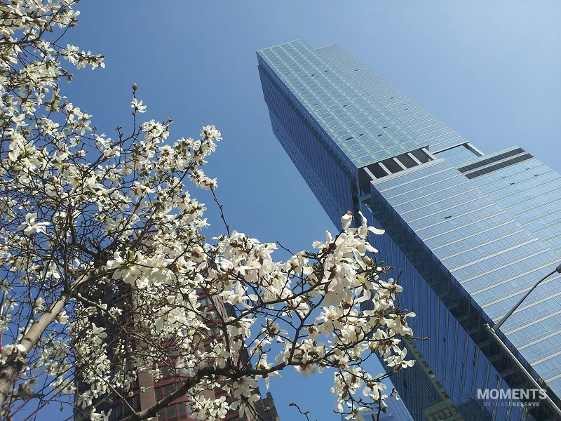 Spring Blossoms and Manhattan Skyscraper