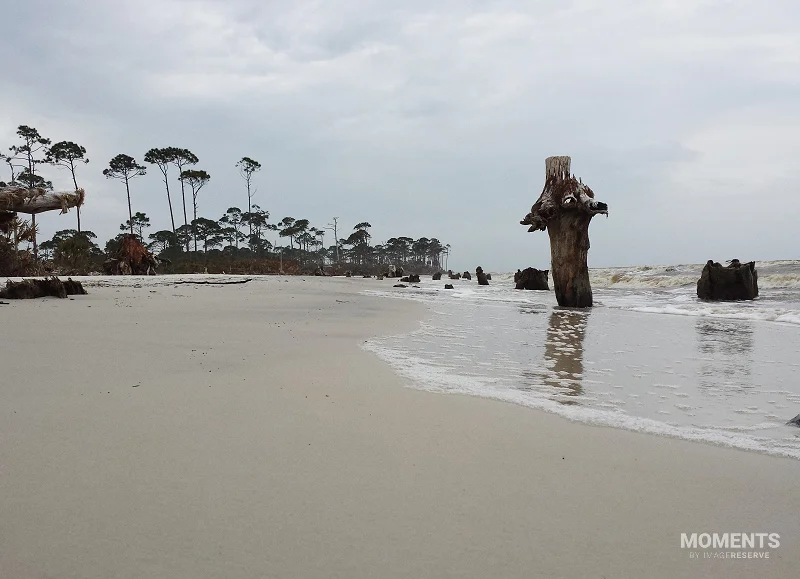 Driftwood and Stumps on Cape San Blas Beach