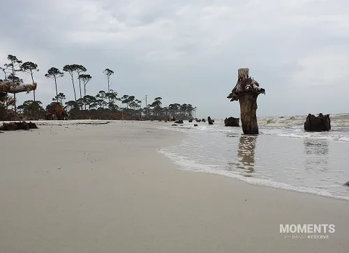 Driftwood and Stumps on Cape San Blas Beach