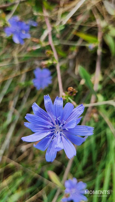 Close up of a Blue Chicory Flower