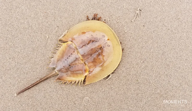 Juvenile Atlantic Horseshoe Crab on a Sandy Beach