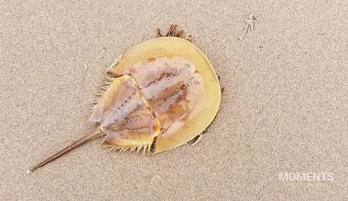 Juvenile Atlantic Horseshoe Crab on a Sandy Beach